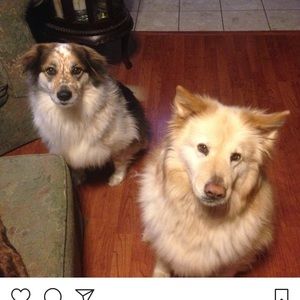 Meet your Posher, Ginger